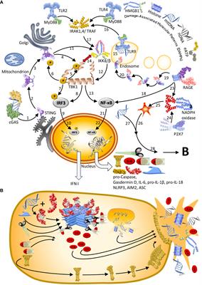 Self-DNA driven inflammation in COVID-19 and after mRNA-based vaccination: lessons for non-COVID-19 pathologies